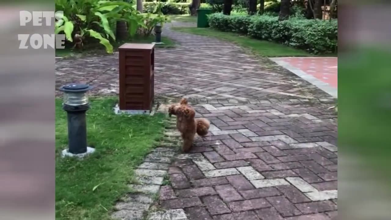 A dog jumping through a hoop and more