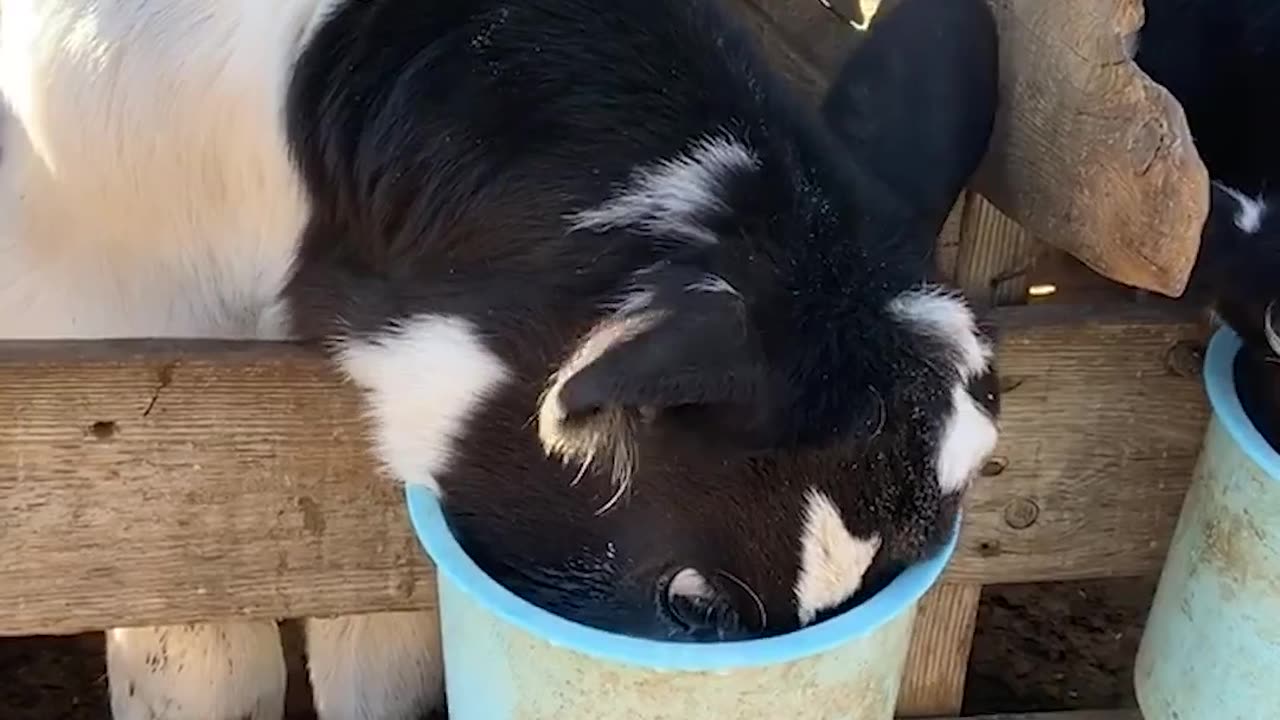 COW REALLY LOVES HIS MILK