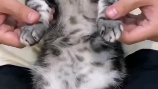 Kucing lucu