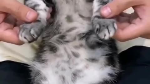 Kucing lucu