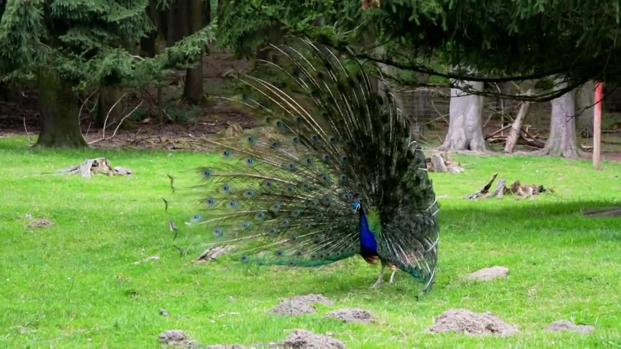 Dancing peacock video