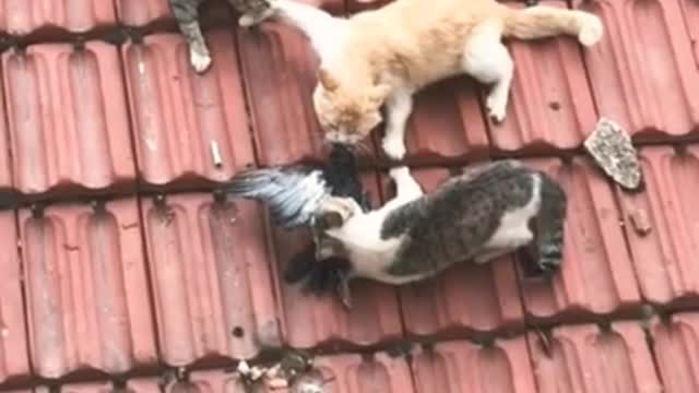 Cat vs hen fight funny🤣🤣