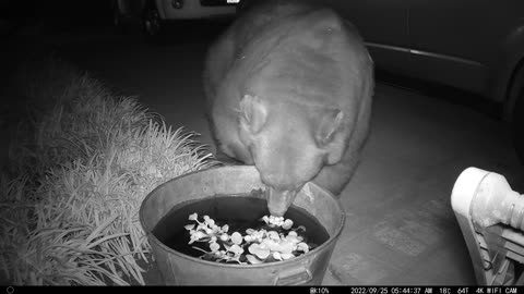 Big Bear Wiggles into Tiny Tub of Water