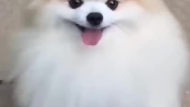 Quite dogy stand up dance😁 full masti quite dogy🤣