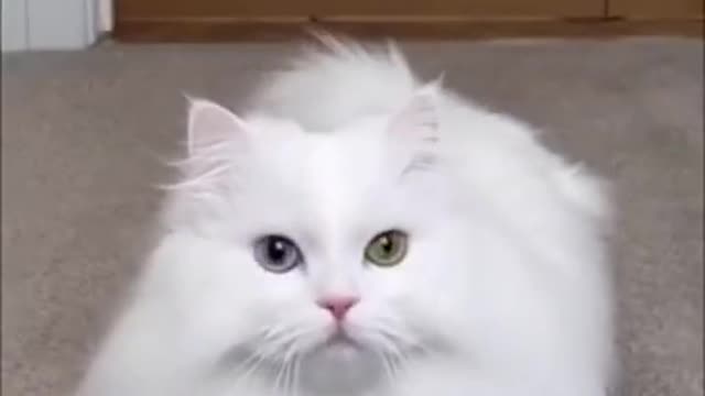 Cat's entry,,Funny