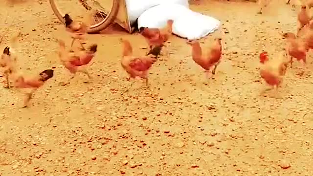 WhatsApp Video 2020-12-26 at 10.06.01 PM