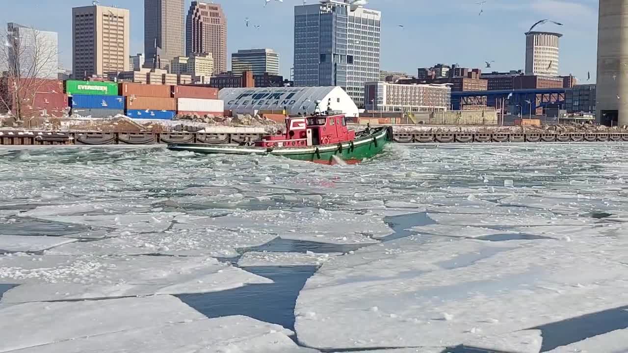 Seagulls Loving Icebreaking