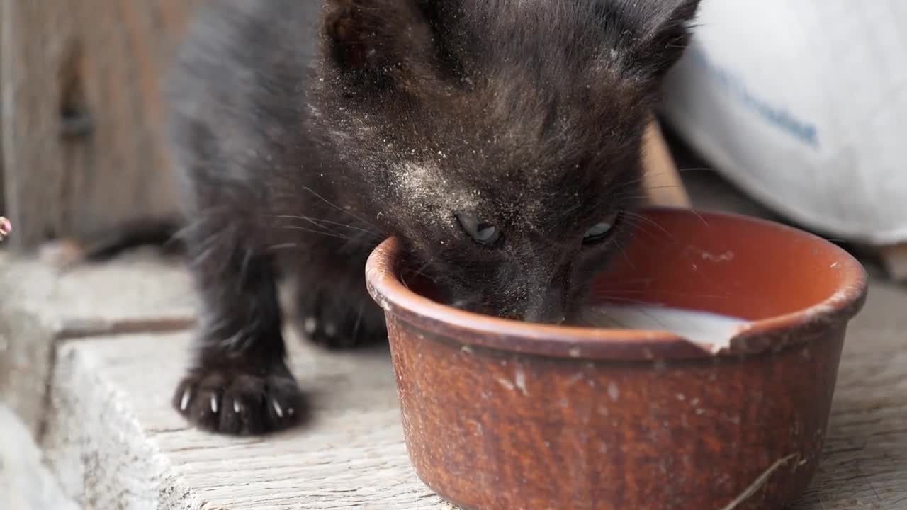 Black little sick kitten drinks a milk from bowl