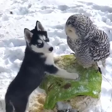 Cute Dog Kiss the owl