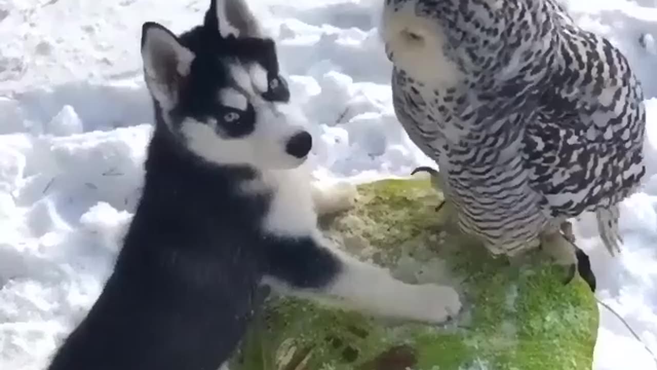 Cute Dog Kiss the owl