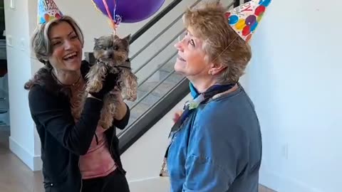 Stunt pup scares Mom #yorkieballoons #dogballoons #prank