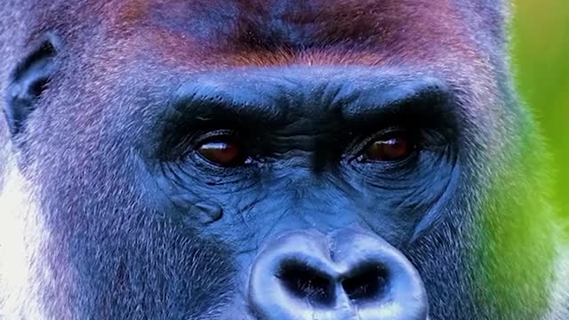 Huge and ferocious Gorilla eating carrot