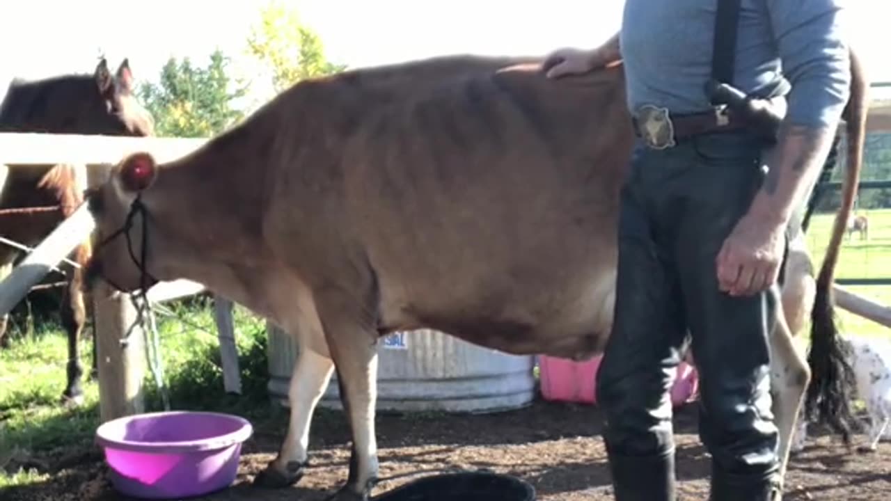 True Canadian Cowboy🍁Meet💥Laurie👀The🐄Cow💥🔥😎