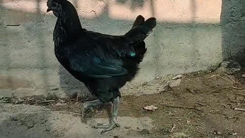 Kadaknath chicken (Black chicken)
