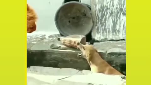 Animals funy