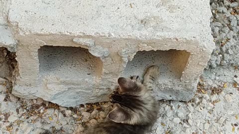 What are the two cats doing together?