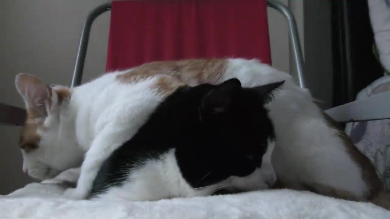 Cat Sleeps On Top Of Another Cat