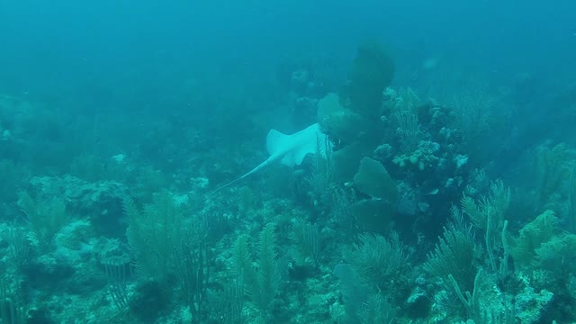 Rare Albino Stingray Glides Across Reef