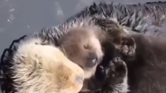 Mother otter making sure her baby feels compfort and love