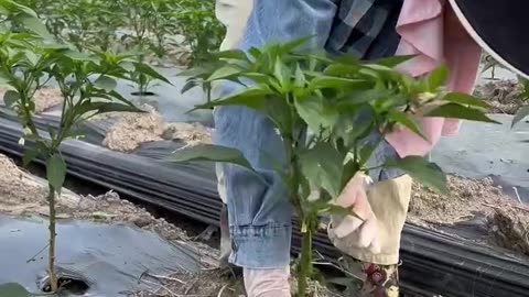 Pepper framing Two Steps to Higher Yields #satisfying #shortvideo