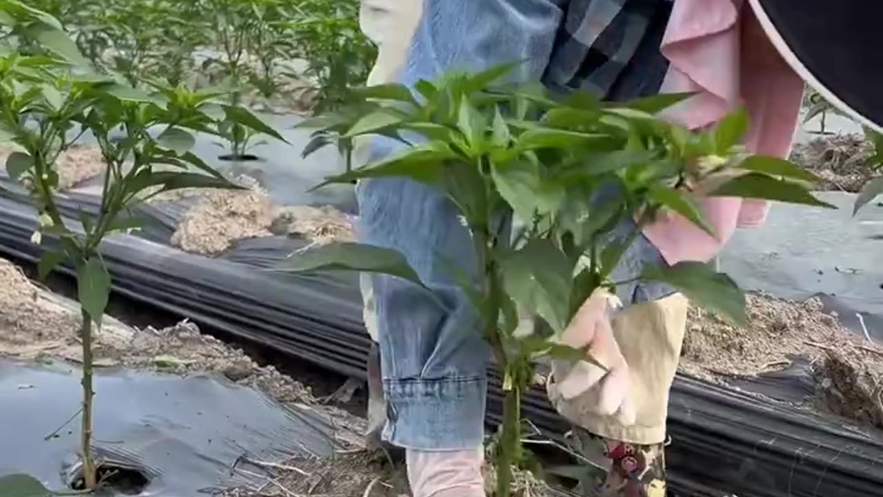 Pepper framing Two Steps to Higher Yields #satisfying #shortvideo
