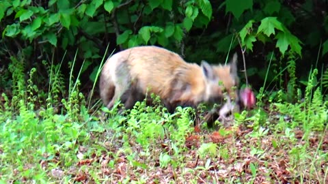 Red Fox