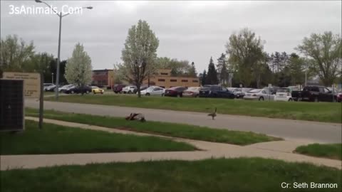 Funny ANIMALS video (13)