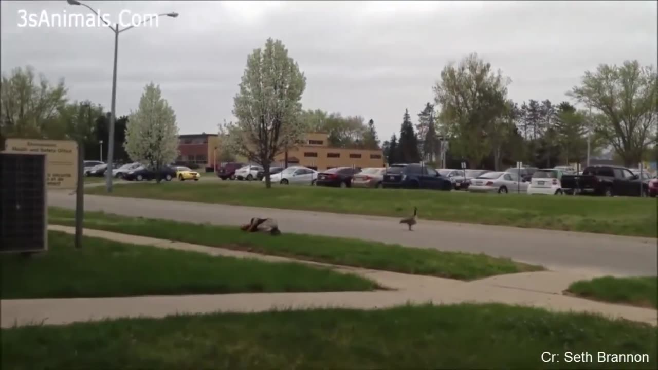 Funny ANIMALS video (13)