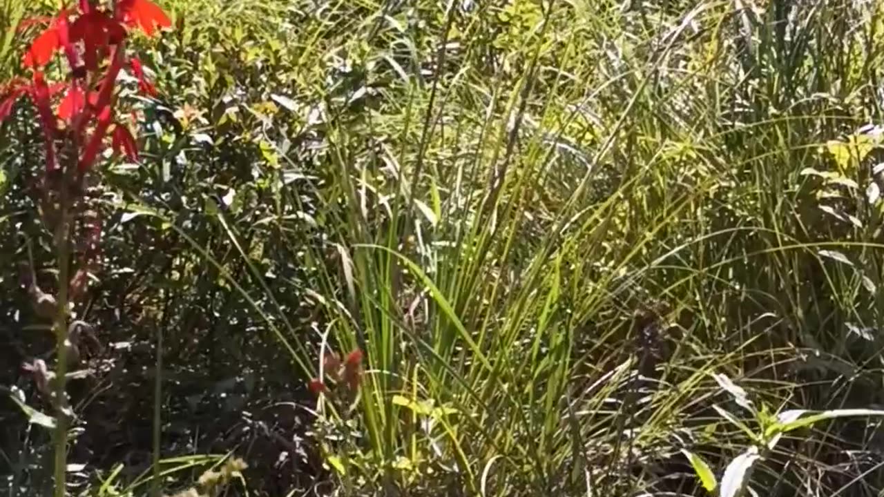 Cardinal Flower