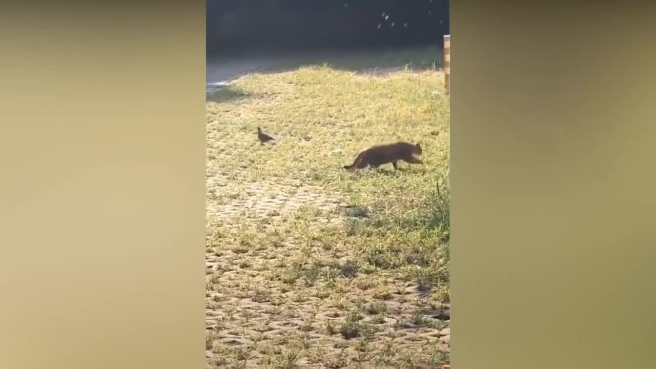 Best Cute And Funny Animals Compilation