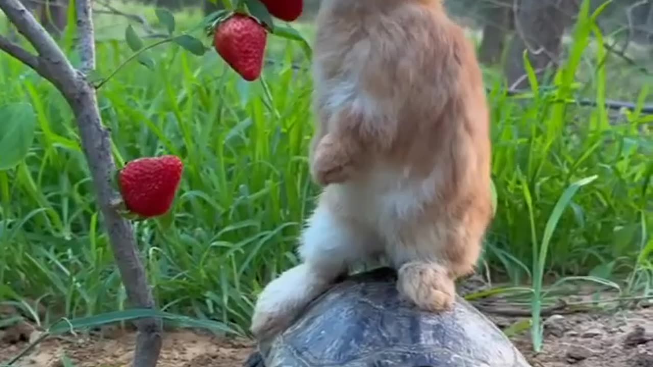 Tortoise_ane_rabbit_friendship_in_eating_strawberry