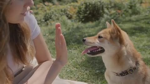 Foods Your Dog Should Never Eat