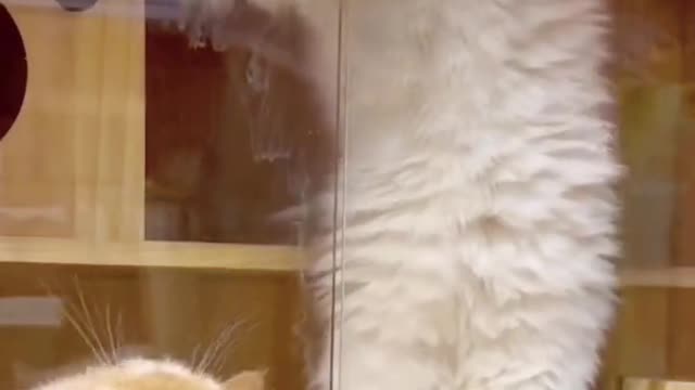 Top Funny Cute Cats Viral Clips😹|| Best #funny Cats #shorts Video😂|| #trending #animals #reels