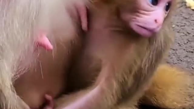 monkey