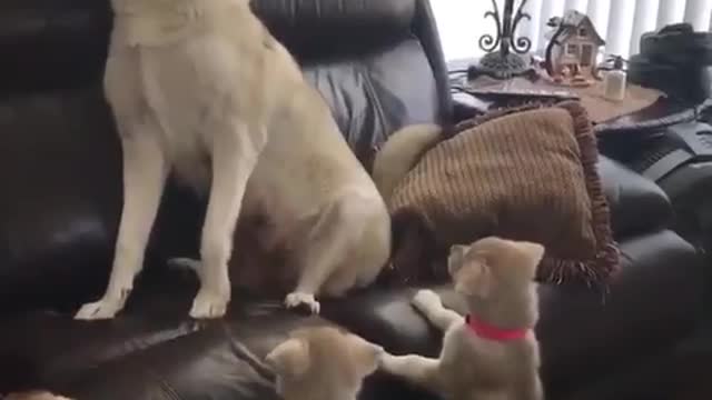 Mother dog teaching her puppies to awoooos.