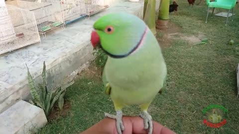 Super Cute Parrot Sounds