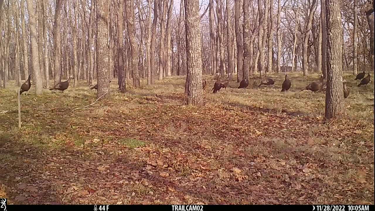 Flock of turkey hens