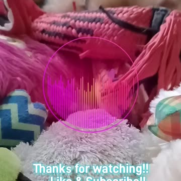 Random ferret playtimes!