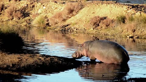 A Wild Hippo Showing Off His Huge Jaws