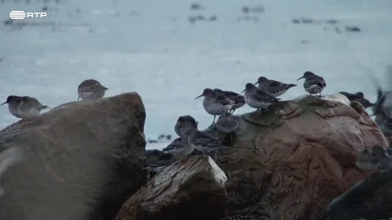 Documentary about the wildlife of the Nordic countries - The Land of the Far North