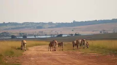 Zebra in nature. South Africa