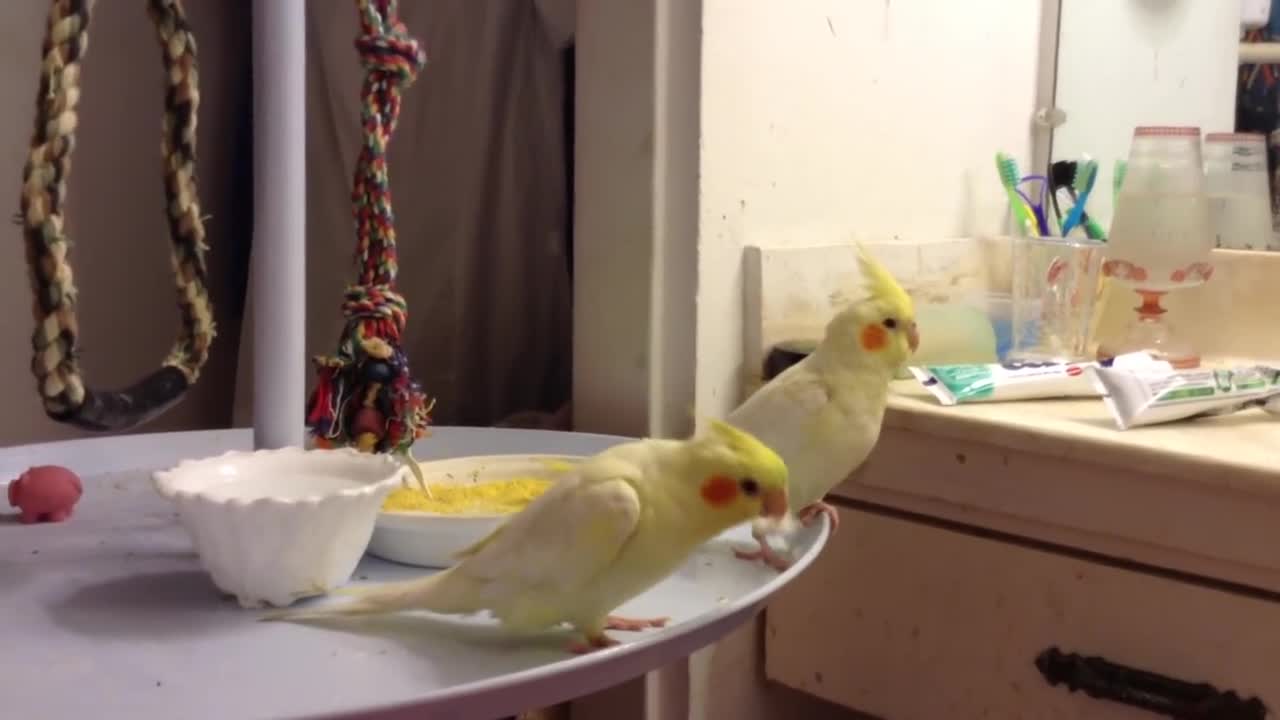 Cockatiel Bird Singing