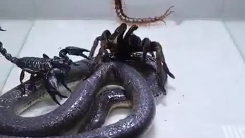 Poison Snake Scorpion Tarantula Centipede