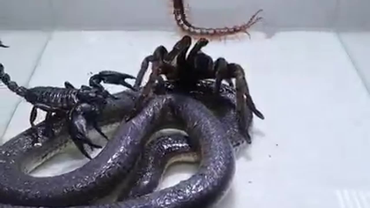 Poison Snake Scorpion Tarantula Centipede