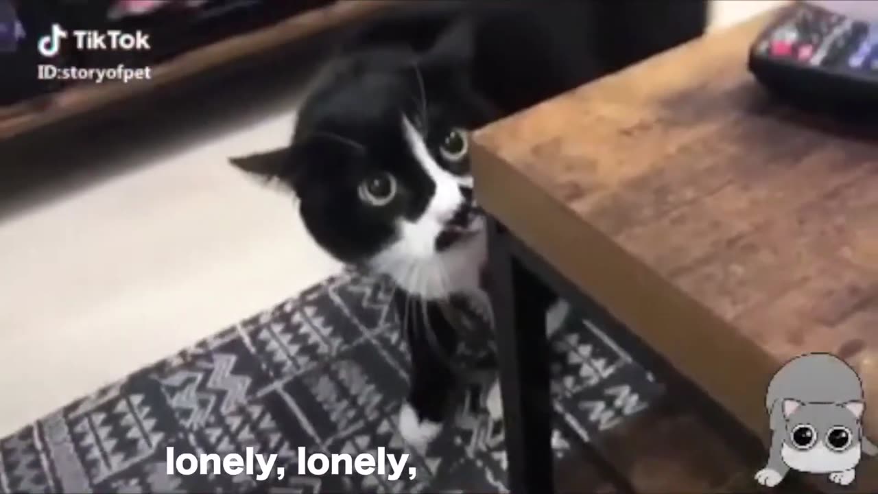 funny talking cats