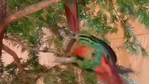 A parrot is swinging holding the tail of another parrot #shorts #viral #shortsvideo #video