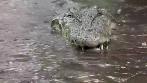 Dundee the Saltwater Crocodile playing in the rain‼️