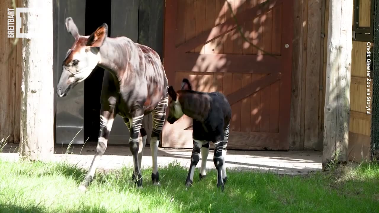 AWW! Rare Okapi Calf Takes First Steps Outside at Chester Zoo