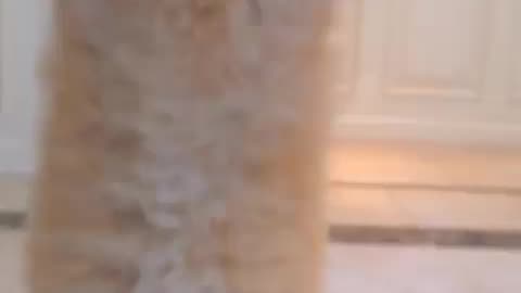 Cat doing skipping