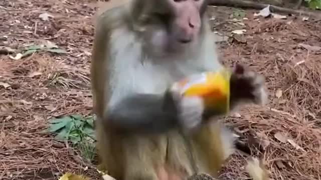 # Cute animals#4